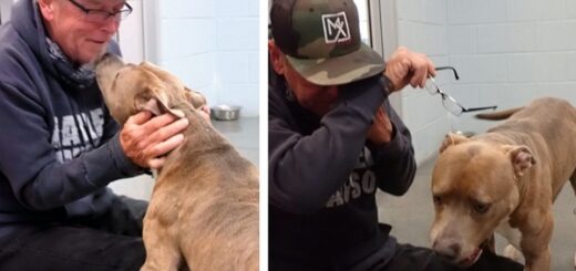 retrouvailles chien 200 jours