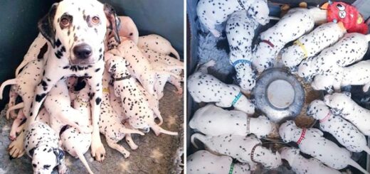 vétérinaire erreur dalmatien chiots