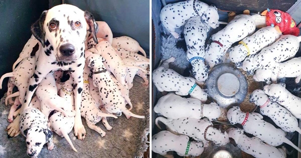 vétérinaire erreur dalmatien chiots