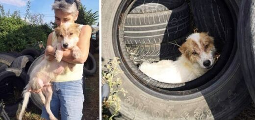 chien abandonné pneu