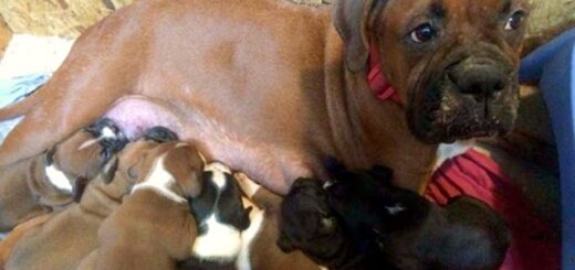 chien boxer abandonné