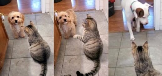 chien demande renfort