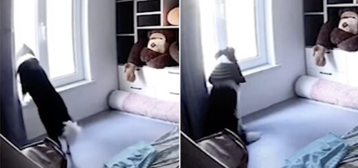 chien fenetre attend maître