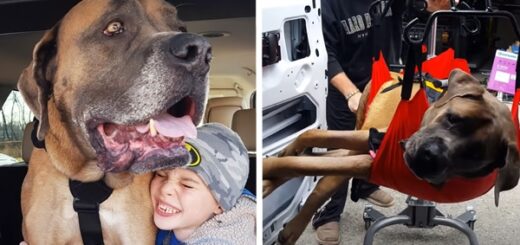 chien réapprend à marcher