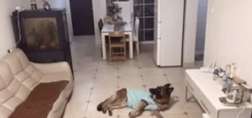 chien réceptionne les colis