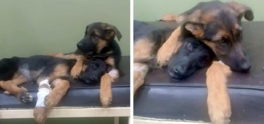 chien réconforte soeur