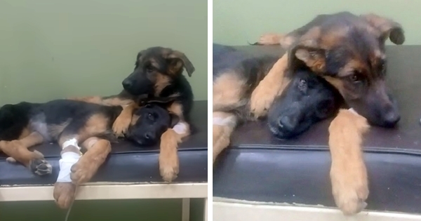 chien réconforte soeur