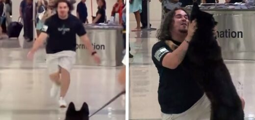 chien retrouvailles aéroport