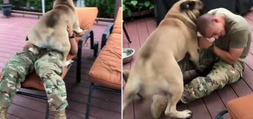 chien retrouvailles propriétaire