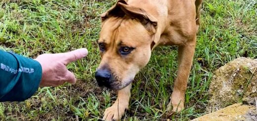 chien peur des humains