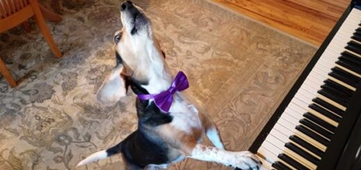chien piano