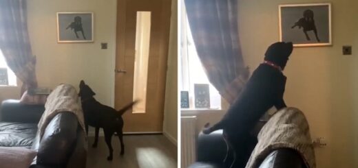 chien portrait frère