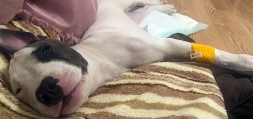 chien veterinaire paralysé