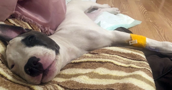 chien veterinaire paralysé