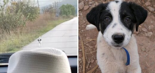 chiot court derrière voiture