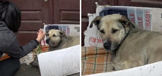 touriste chien errant carton