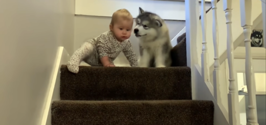 bébé chiot peur escaliers