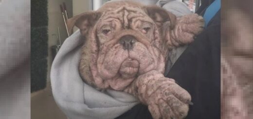 bouledogue abandonné puces