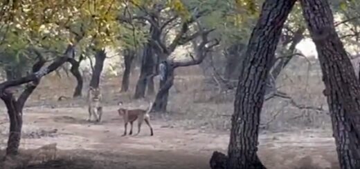 chien affronte lionne