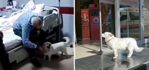 chien attend hôpital