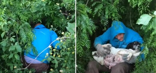 chien errant mettre bas