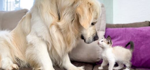 chien golden retriever chaton