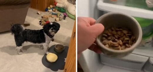 chien nourriture régrigérateur