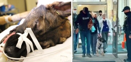 chien policier chirurgie