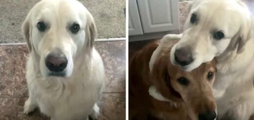 chien remords pardon