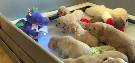 chiots dragon histoire