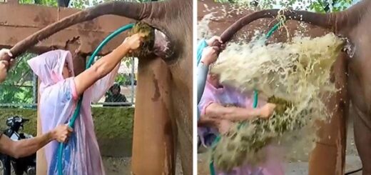 éléphant caca vétérinaire