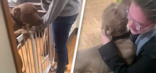 femme retrouvailles chien