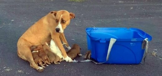 maman chien portée église