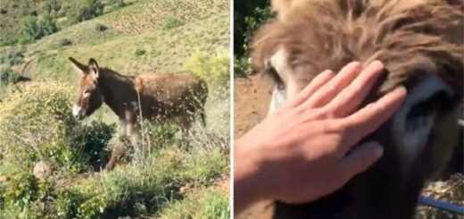 âne retrouvailles après deux mois confinement