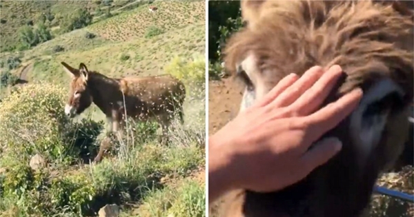 âne retrouvailles après deux mois confinement