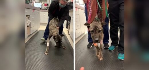 chien abandonné parking