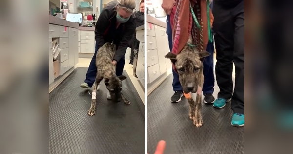 chien abandonné parking