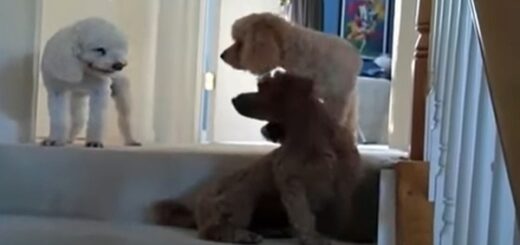 chien caniche coupable