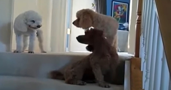 chien caniche coupable