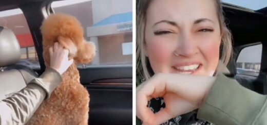 chien fâché toiletteur