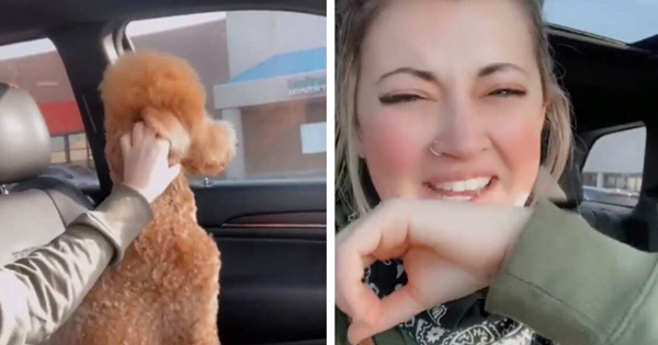 chien fâché toiletteur