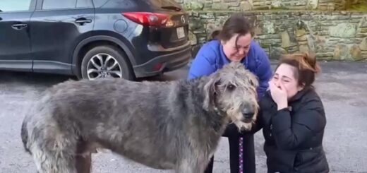 chien levrier retrouvailles