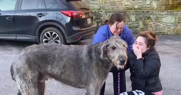 chien levrier retrouvailles