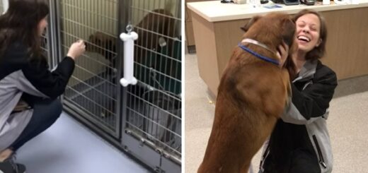 chien retrouvailles deux ans plus tard