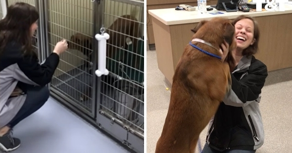 chien retrouvailles deux ans plus tard