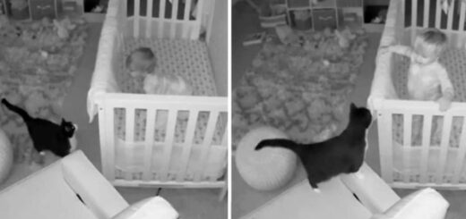 bébé conversation chat