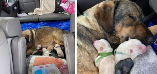 chien accouche voiture