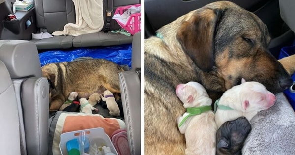 chien accouche voiture