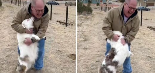 chien aveugle retrouvailles papy