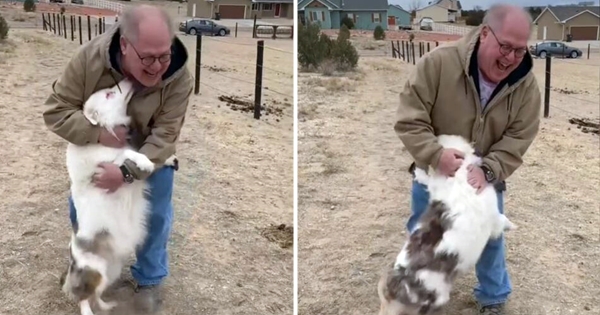 chien aveugle retrouvailles papy